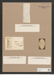 Navicula sp. (de-Toni-Nr.: Genus 1) Zeichnungen Sammlung Grunow Nr. 1574 (NHMW-BOT-W0368104)